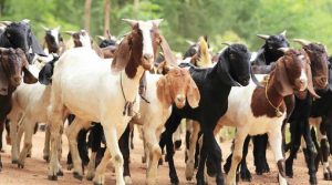 व्यावसायिक बाख्रापालनतर्फ किसान आकर्षित