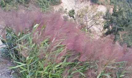 विदेशी पैसा आर्जनको स्रोत बन्दै अम्रिसो, पहिलो त्रैमासिकमा साढे १६ करोडको निर्यात