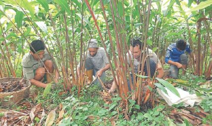 ताप्लेजुङका किसानलाई अलैँची थन्क्याउन भ्याइनभ्याइ