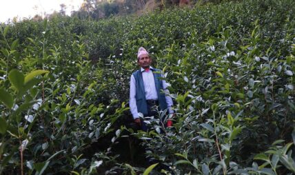 वनमाराले ढाकेका जमिनमा चिया बगान